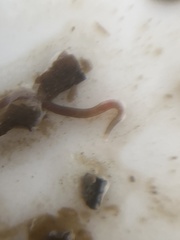 Clitellio arenarius