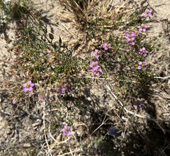 Fagonia laevis