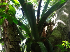 Aechmea bracteata