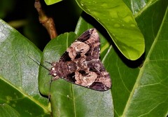 Ercheia dubia