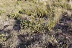 Leucadendron coriaceum