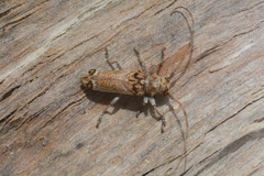 Rhaphiptera oculata