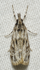 Eudonia strigalis