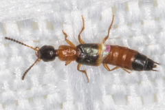 Neobisnius occidentoides