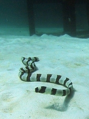 Myrichthys colubrinus