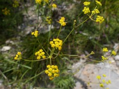 Bupleurum falcatum