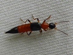Paederus riparius