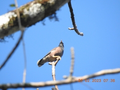 Acridotheres tristis