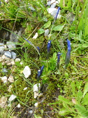 Gentiana bavarica