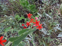 Oxypetalum coccineum