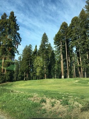 Sequoia sempervirens