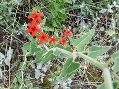 Oxypetalum coccineum