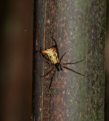 Micrathena sanctispiritus