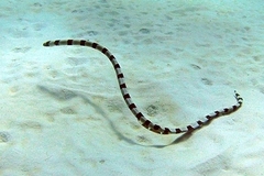 Myrichthys colubrinus