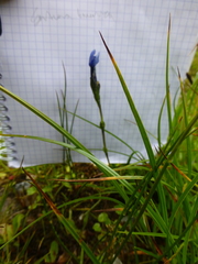 Gentiana bavarica