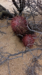 Ferocactus gracilis
