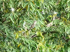 Heliomaster constantii