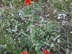 Oxypetalum coccineum
