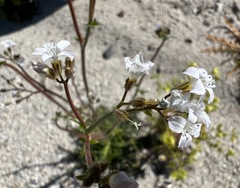 Gilia