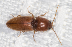 Horistonotus simplex