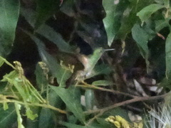 Saucerottia beryllina