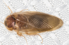 Eremoblatta subdiaphana