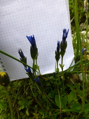 Gentiana bavarica