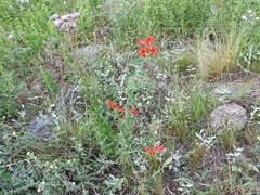 Oxypetalum coccineum