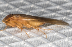 Eremoblatta subdiaphana