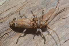 Rhaphiptera oculata