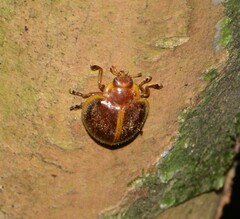 Epilachna spreta