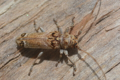 Rhaphiptera oculata