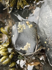 Semibalanus balanoides