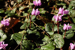 Cyclamen coum