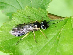 Pamphiliidae