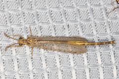 Scotoleon longipalpis