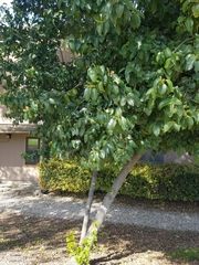 Prunus ilicifolia lyonii