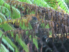 Leptopogon superciliaris