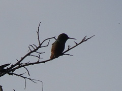 Saucerottia beryllina