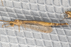 Scotoleon longipalpis