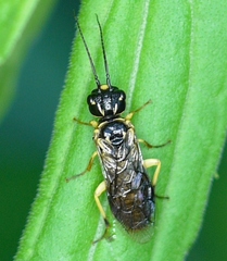 Pamphiliidae