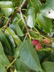 Prunus ilicifolia lyonii