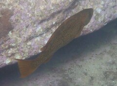 Olisthops cyanomelas