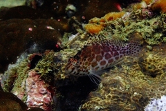 Cirrhitichthys oxycephalus