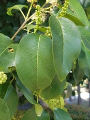 Prunus ilicifolia lyonii