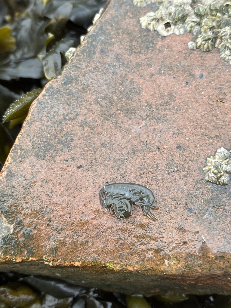Chaetogammarus