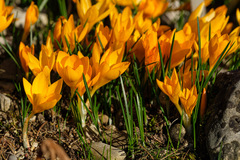 Crocus flavus