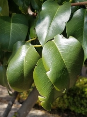 Prunus ilicifolia lyonii