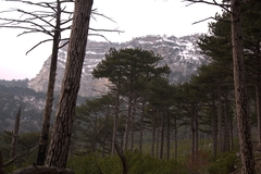 Pinus nigra pallasiana