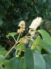 Prunus ilicifolia lyonii